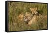 Africa, Kenya, Masai Mara National Reserve. African Lion female with cubs.-Emily Wilson-Framed Stretched Canvas