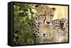 Africa, Kenya, Masai Mara National Reserve. Cheetah mother licking cub.-Jaynes Gallery-Framed Stretched Canvas