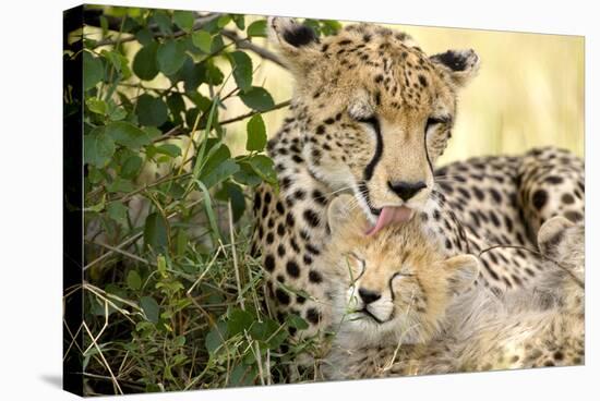 Africa, Kenya, Masai Mara National Reserve. Cheetah mother licking cub.-Jaynes Gallery-Stretched Canvas