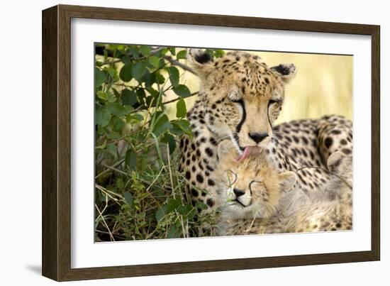 Africa, Kenya, Masai Mara National Reserve. Cheetah mother licking cub.-Jaynes Gallery-Framed Photographic Print