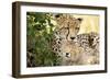 Africa, Kenya, Masai Mara National Reserve. Cheetah mother licking cub.-Jaynes Gallery-Framed Photographic Print