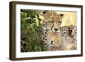 Africa, Kenya, Masai Mara National Reserve. Cheetah mother licking cub.-Jaynes Gallery-Framed Photographic Print