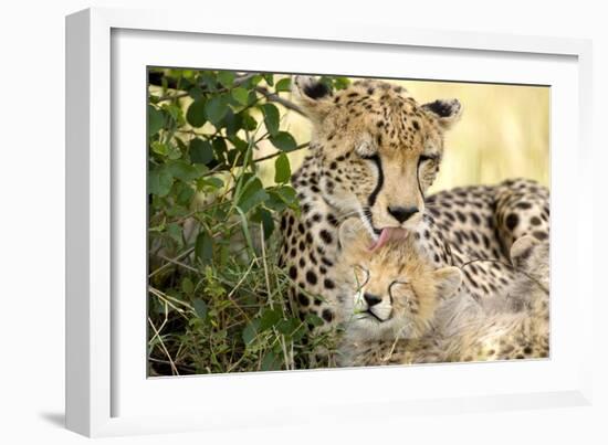 Africa, Kenya, Masai Mara National Reserve. Cheetah mother licking cub.-Jaynes Gallery-Framed Photographic Print