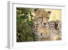 Africa, Kenya, Masai Mara National Reserve. Cheetah mother licking cub.-Jaynes Gallery-Framed Photographic Print