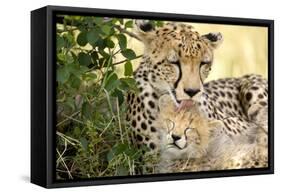 Africa, Kenya, Masai Mara National Reserve. Cheetah mother licking cub.-Jaynes Gallery-Framed Stretched Canvas