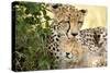 Africa, Kenya, Masai Mara National Reserve. Cheetah mother licking cub.-Jaynes Gallery-Stretched Canvas