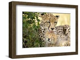 Africa, Kenya, Masai Mara National Reserve. Cheetah mother licking cub.-Jaynes Gallery-Framed Photographic Print