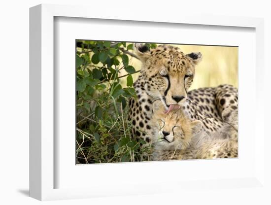 Africa, Kenya, Masai Mara National Reserve. Cheetah mother licking cub.-Jaynes Gallery-Framed Photographic Print