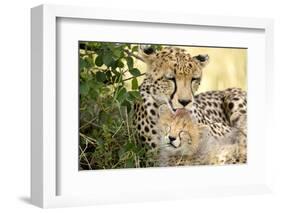 Africa, Kenya, Masai Mara National Reserve. Cheetah mother licking cub.-Jaynes Gallery-Framed Photographic Print