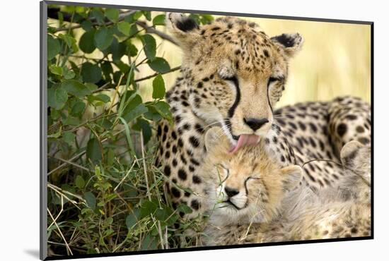 Africa, Kenya, Masai Mara National Reserve. Cheetah mother licking cub.-Jaynes Gallery-Mounted Photographic Print