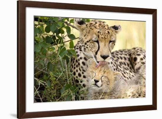 Africa, Kenya, Masai Mara National Reserve. Cheetah mother licking cub.-Jaynes Gallery-Framed Photographic Print