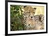 Africa, Kenya, Masai Mara National Reserve. Cheetah mother licking cub.-Jaynes Gallery-Framed Photographic Print