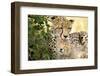 Africa, Kenya, Masai Mara National Reserve. Cheetah mother licking cub.-Jaynes Gallery-Framed Premium Photographic Print