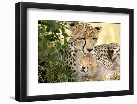 Africa, Kenya, Masai Mara National Reserve. Cheetah mother licking cub.-Jaynes Gallery-Framed Premium Photographic Print