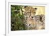 Africa, Kenya, Masai Mara National Reserve. Cheetah mother licking cub.-Jaynes Gallery-Framed Photographic Print