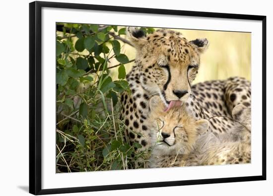 Africa, Kenya, Masai Mara National Reserve. Cheetah mother licking cub.-Jaynes Gallery-Framed Photographic Print