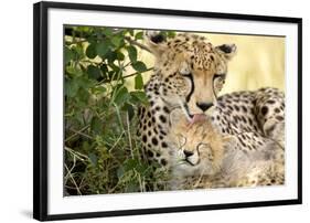 Africa, Kenya, Masai Mara National Reserve. Cheetah mother licking cub.-Jaynes Gallery-Framed Photographic Print