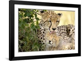 Africa, Kenya, Masai Mara National Reserve. Cheetah mother licking cub.-Jaynes Gallery-Framed Photographic Print