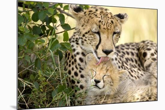 Africa, Kenya, Masai Mara National Reserve. Cheetah mother licking cub.-Jaynes Gallery-Mounted Photographic Print