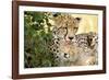 Africa, Kenya, Masai Mara National Reserve. Cheetah mother licking cub.-Jaynes Gallery-Framed Photographic Print