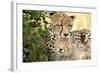 Africa, Kenya, Masai Mara National Reserve. Cheetah mother licking cub.-Jaynes Gallery-Framed Photographic Print