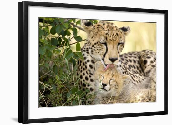 Africa, Kenya, Masai Mara National Reserve. Cheetah mother licking cub.-Jaynes Gallery-Framed Photographic Print