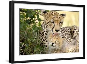 Africa, Kenya, Masai Mara National Reserve. Cheetah mother licking cub.-Jaynes Gallery-Framed Photographic Print