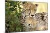 Africa, Kenya, Masai Mara National Reserve. Cheetah mother licking cub.-Jaynes Gallery-Mounted Photographic Print