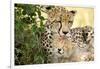 Africa, Kenya, Masai Mara National Reserve. Cheetah mother licking cub.-Jaynes Gallery-Framed Photographic Print