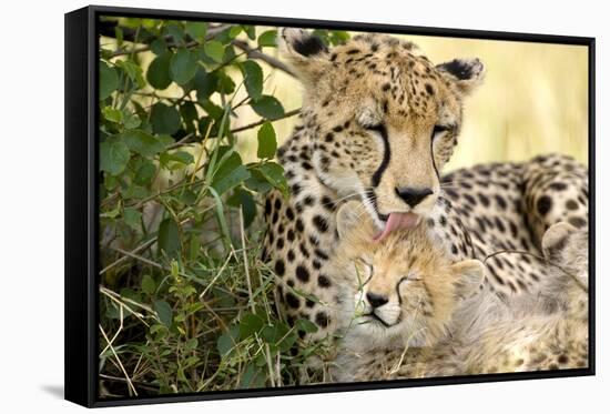 Africa, Kenya, Masai Mara National Reserve. Cheetah mother licking cub.-Jaynes Gallery-Framed Stretched Canvas