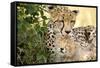 Africa, Kenya, Masai Mara National Reserve. Cheetah mother licking cub.-Jaynes Gallery-Framed Stretched Canvas