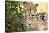 Africa, Kenya, Masai Mara National Reserve. Cheetah mother licking cub.-Jaynes Gallery-Stretched Canvas