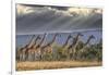 Africa, Kenya, Masai Mara National Reserve. Group of giraffes and stormy sky.-Jaynes Gallery-Framed Photographic Print