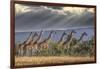 Africa, Kenya, Masai Mara National Reserve. Group of giraffes and stormy sky.-Jaynes Gallery-Framed Photographic Print