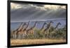 Africa, Kenya, Masai Mara National Reserve. Group of giraffes and stormy sky.-Jaynes Gallery-Framed Photographic Print