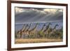 Africa, Kenya, Masai Mara National Reserve. Group of giraffes and stormy sky.-Jaynes Gallery-Framed Photographic Print