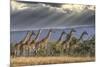 Africa, Kenya, Masai Mara National Reserve. Group of giraffes and stormy sky.-Jaynes Gallery-Mounted Photographic Print
