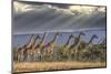 Africa, Kenya, Masai Mara National Reserve. Group of giraffes and stormy sky.-Jaynes Gallery-Mounted Photographic Print