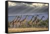 Africa, Kenya, Masai Mara National Reserve. Group of giraffes and stormy sky.-Jaynes Gallery-Framed Stretched Canvas