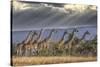 Africa, Kenya, Masai Mara National Reserve. Group of giraffes and stormy sky.-Jaynes Gallery-Stretched Canvas