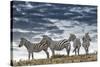 Africa, Kenya, Masai Mara National Reserve. Group of zebras on ridge.-Jaynes Gallery-Stretched Canvas