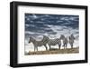 Africa, Kenya, Masai Mara National Reserve. Group of zebras on ridge.-Jaynes Gallery-Framed Photographic Print