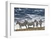 Africa, Kenya, Masai Mara National Reserve. Group of zebras on ridge.-Jaynes Gallery-Framed Photographic Print