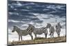 Africa, Kenya, Masai Mara National Reserve. Group of zebras on ridge.-Jaynes Gallery-Mounted Photographic Print