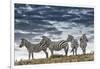 Africa, Kenya, Masai Mara National Reserve. Group of zebras on ridge.-Jaynes Gallery-Framed Photographic Print