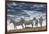 Africa, Kenya, Masai Mara National Reserve. Group of zebras on ridge.-Jaynes Gallery-Framed Photographic Print