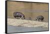Africa, Kenya, Masai Mara National Reserve, Mara River. Hippopotamus Mother, father and baby.-Emily Wilson-Framed Stretched Canvas