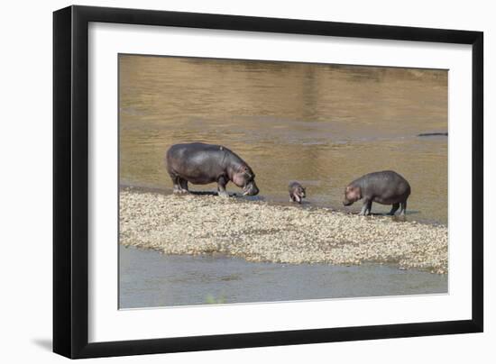 Africa, Kenya, Masai Mara National Reserve, Mara River. Hippopotamus Mother, father and baby.-Emily Wilson-Framed Photographic Print