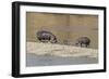 Africa, Kenya, Masai Mara National Reserve, Mara River. Hippopotamus Mother, father and baby.-Emily Wilson-Framed Photographic Print