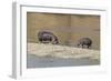 Africa, Kenya, Masai Mara National Reserve, Mara River. Hippopotamus Mother, father and baby.-Emily Wilson-Framed Photographic Print